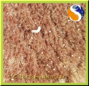 Moths And Worms In Your Rugs