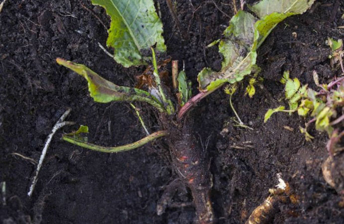Weed Root Urine Analogy