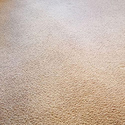 Carpet Cleaning #21